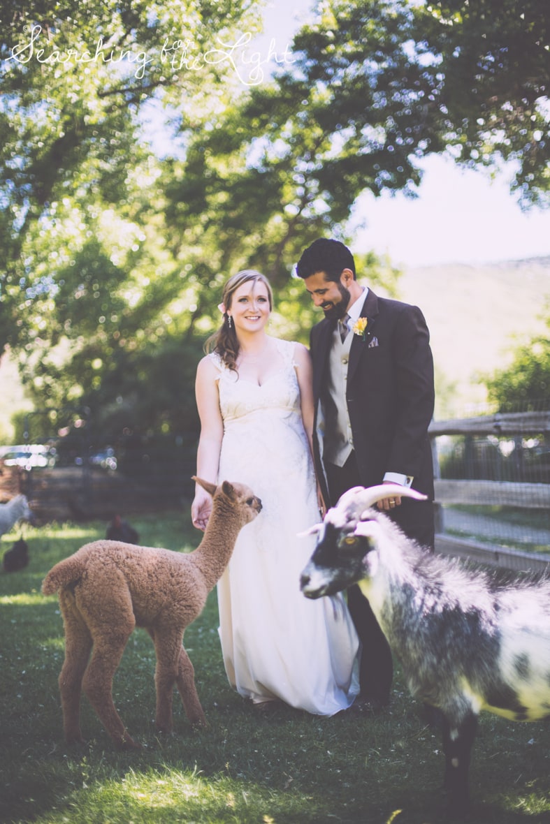 lyons farmette wedding photo, colorado wedding photographer, denver wedding photographer, farm animals
