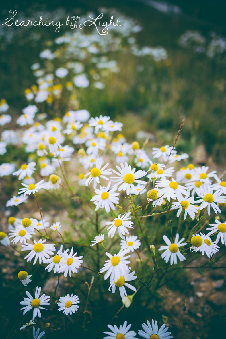 Colorado photographer, breckenridge photos in September, wild daisies
