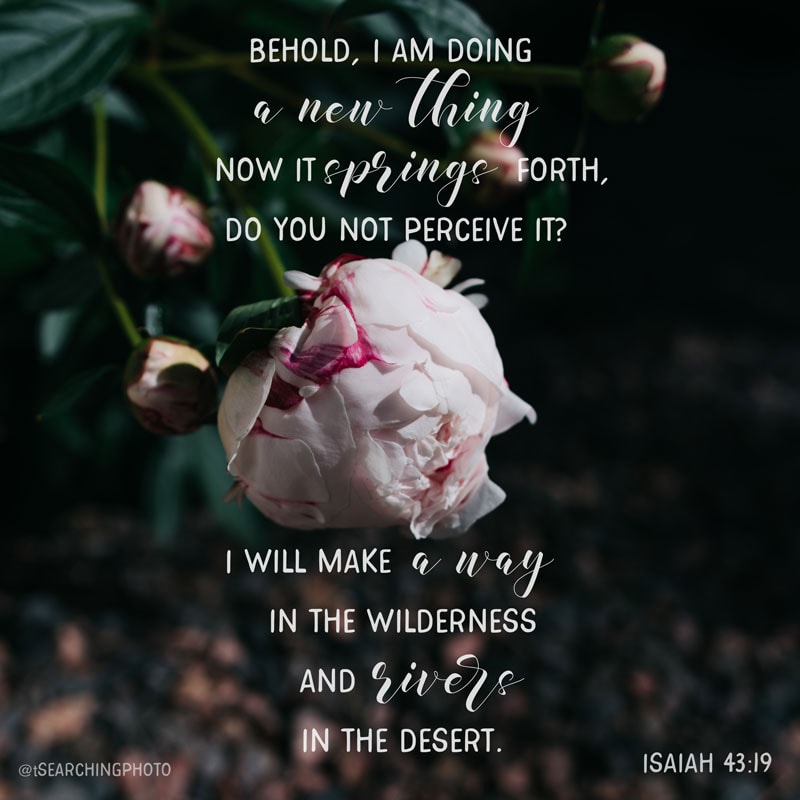 Peonies in the Foundations {Hope in the Midst of a Dark Season | Emmy's Personal Story with Chronic Illnesses}