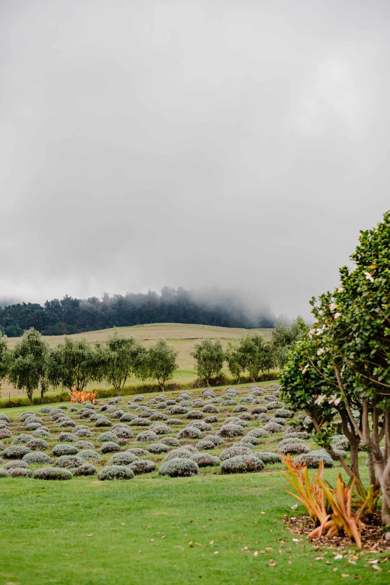 view of Ali'i Lavender farm in Maui