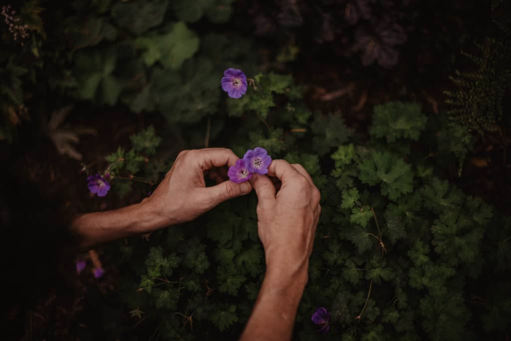 hands holding a purple flower