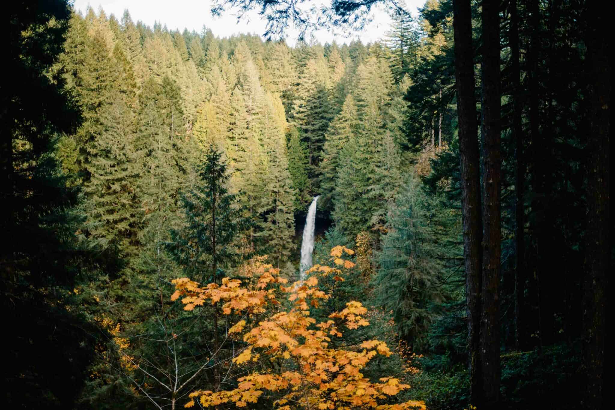 waterfall through the forest framed by a yellow tree from a wellness retreat in Oregon