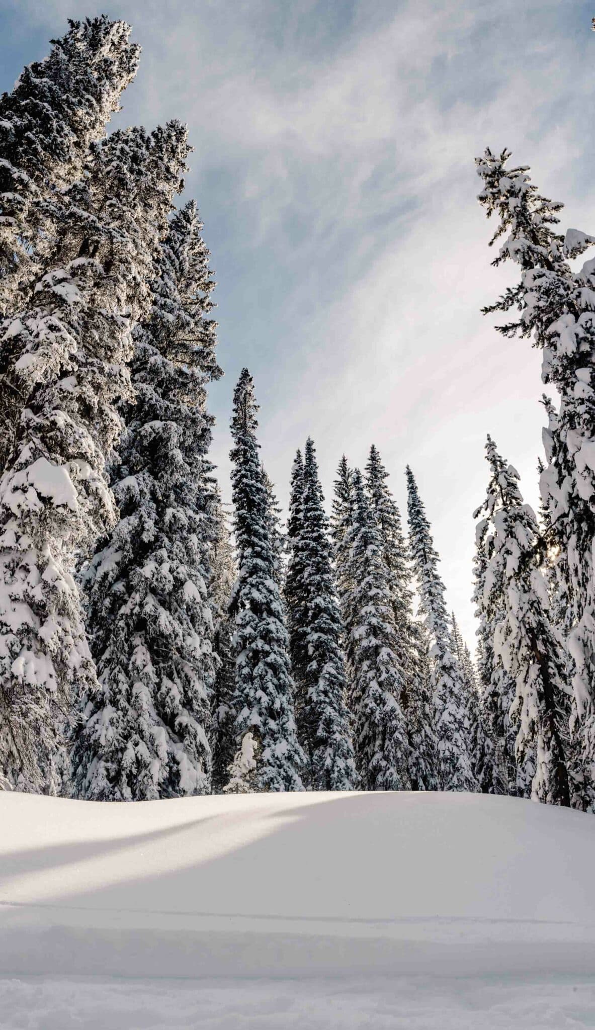 snowy mountains covered in snow tall trees