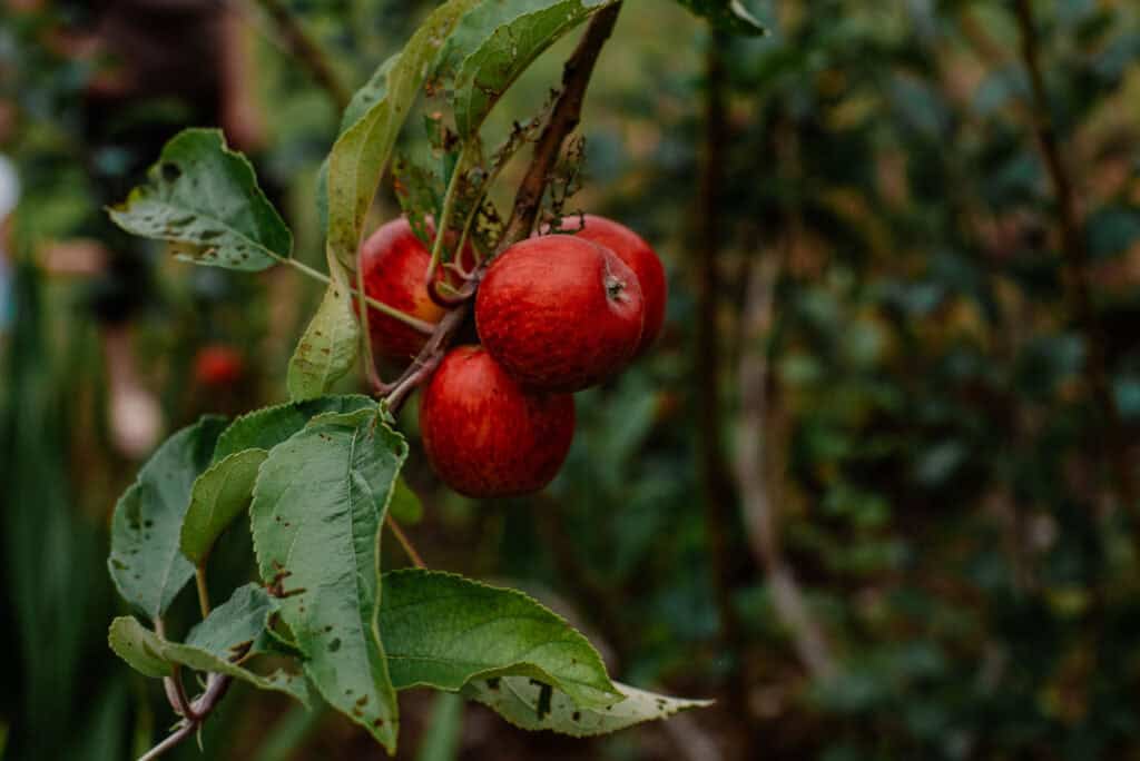 apple on a tree for some self care physical