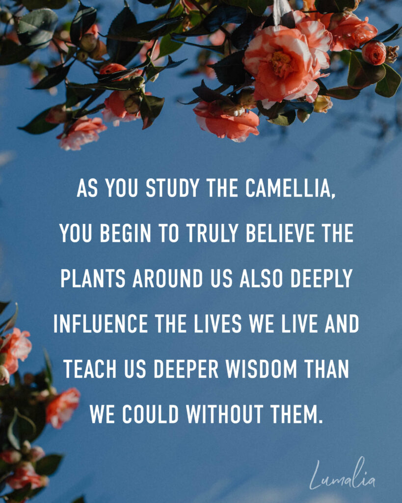 "As you study the camellia, you begin to truly believe the plants around us also deeply influence the lives we live and teach us deeper wisdom than we could without them. - Lumalia" camellia flowers symbolism and spiritual meanings text over image of Camellia flowers