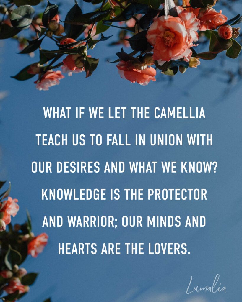"what if we let the Camellia teach us to fall in union with our desires and what we know? Knowledge is the protector and warrior; our minds and hearts are the lovers. - Lumalia" camellia flowers symbolism and spiritual meanings text over image of Camellia flowers