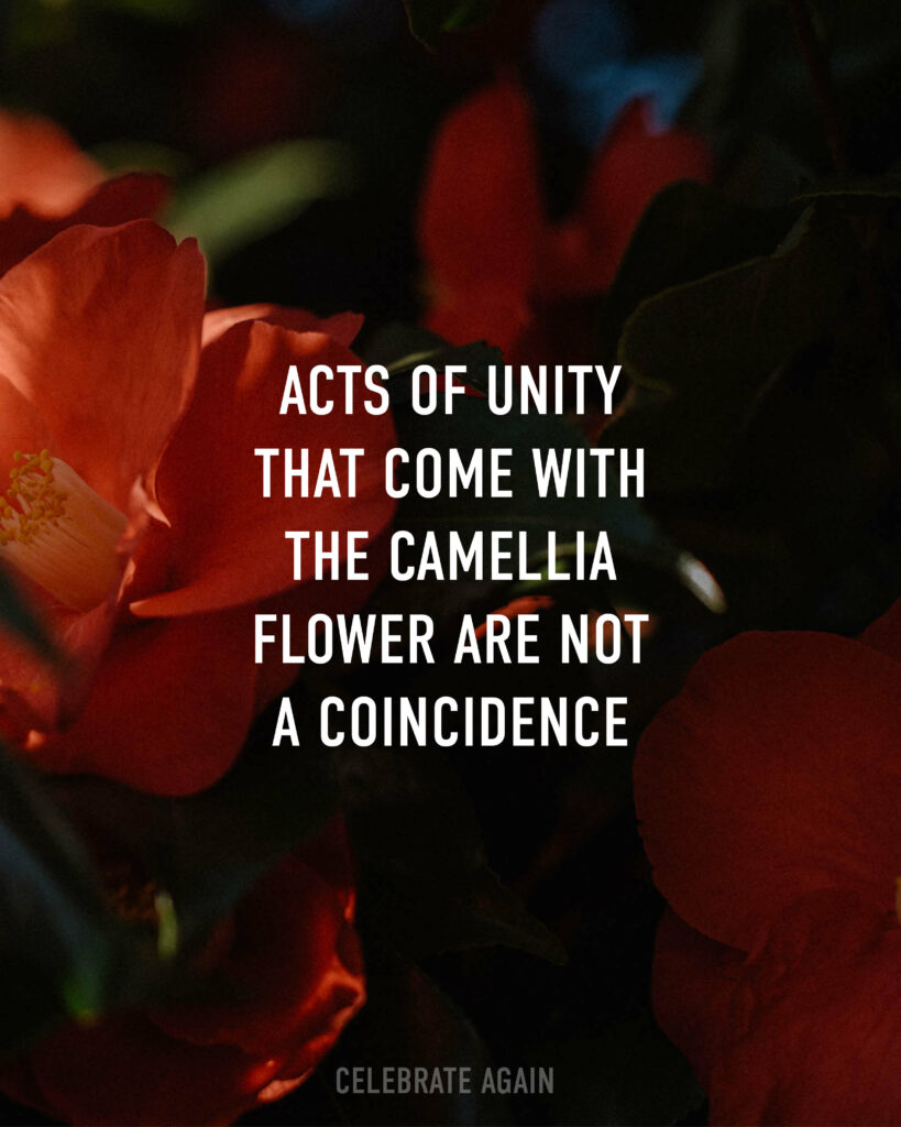 "acts of unity that come with the Camellia flower are not a coincidence" text over a camellia flowers symbolism and spiritaul meanings image of camellia flowers in shadows