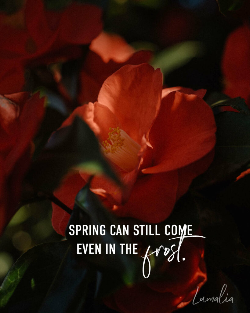"spring can still come even in the frost." Lumalia text over a camellia flowers symbolism and spiritaul meanings image of camellia flowers in shadows