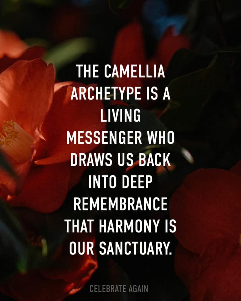 Camellia flower symbolism and meaning "The Camellia archetype is a living messenger who draws us back into deep remembrance that harmony is our sanctuary. " with a camellia in the background