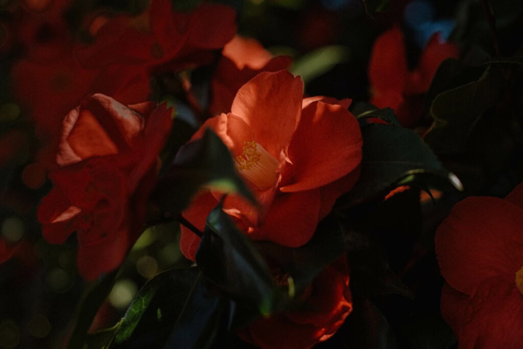 camellia flower symbolism and meaning view of a red camellia