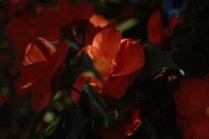 camellia flower symbolism and meaning view of a red camellia