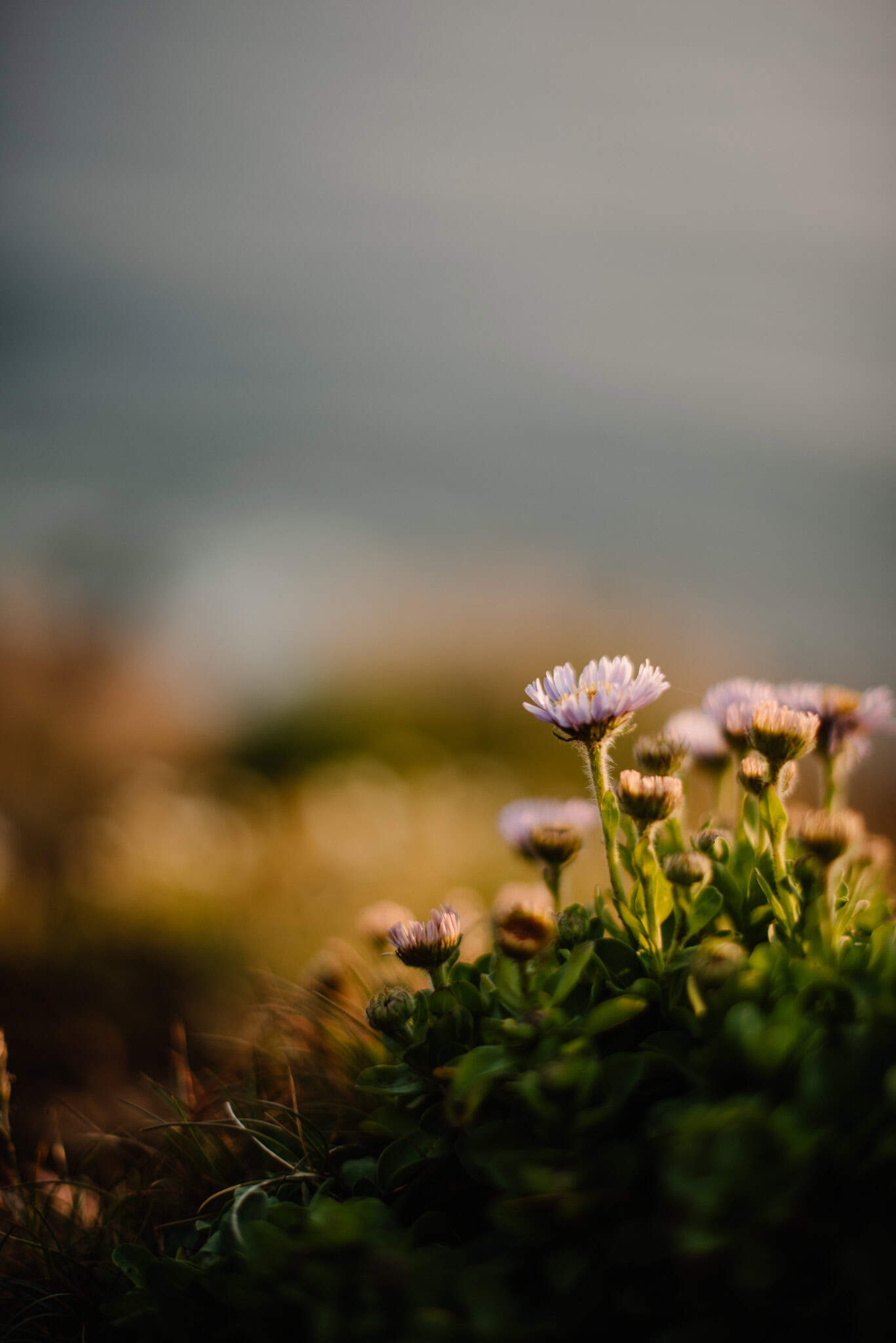 flowers with the ocean view a good symbol of the importance of community and self awareness