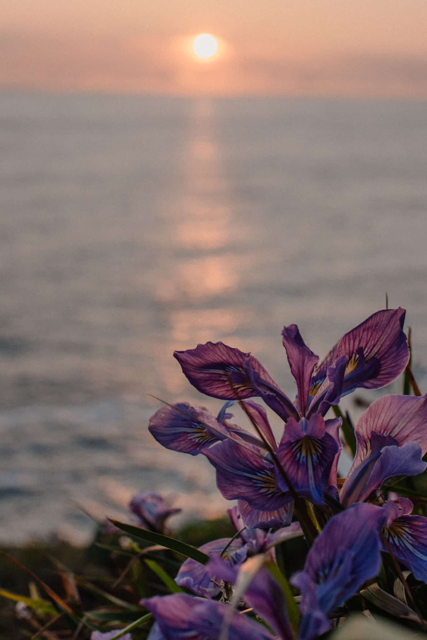 flowers with the ocean view a good symbol of a plot twist