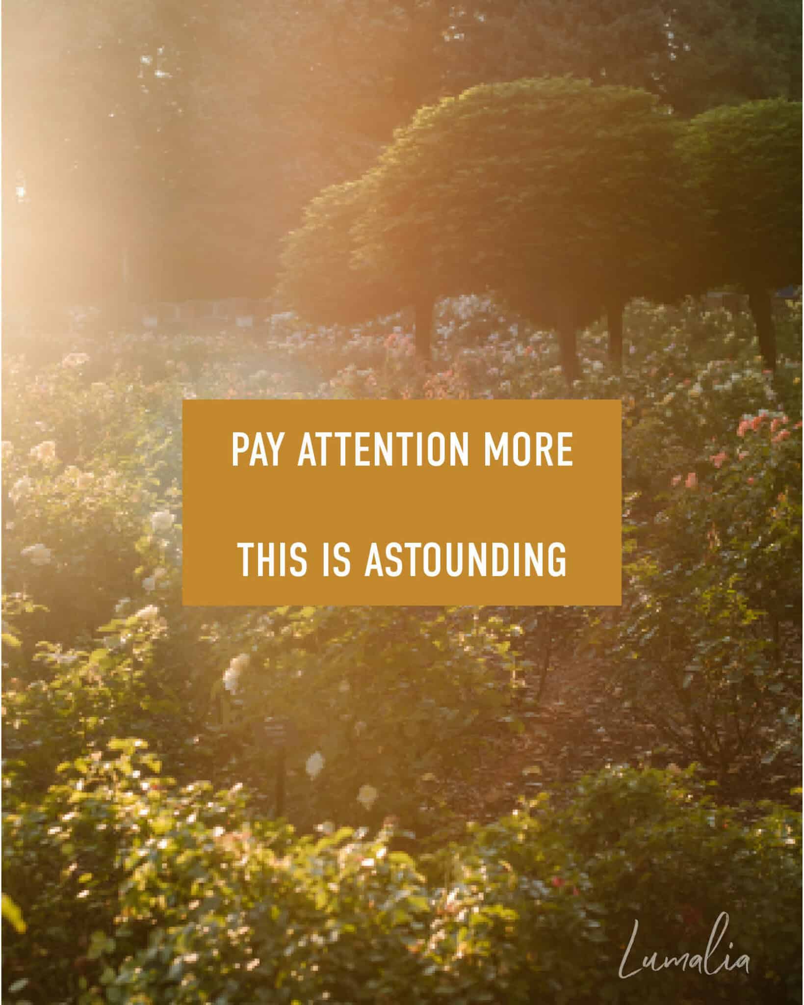 "pay attention more this is astounding" with the sun bursting near the roses