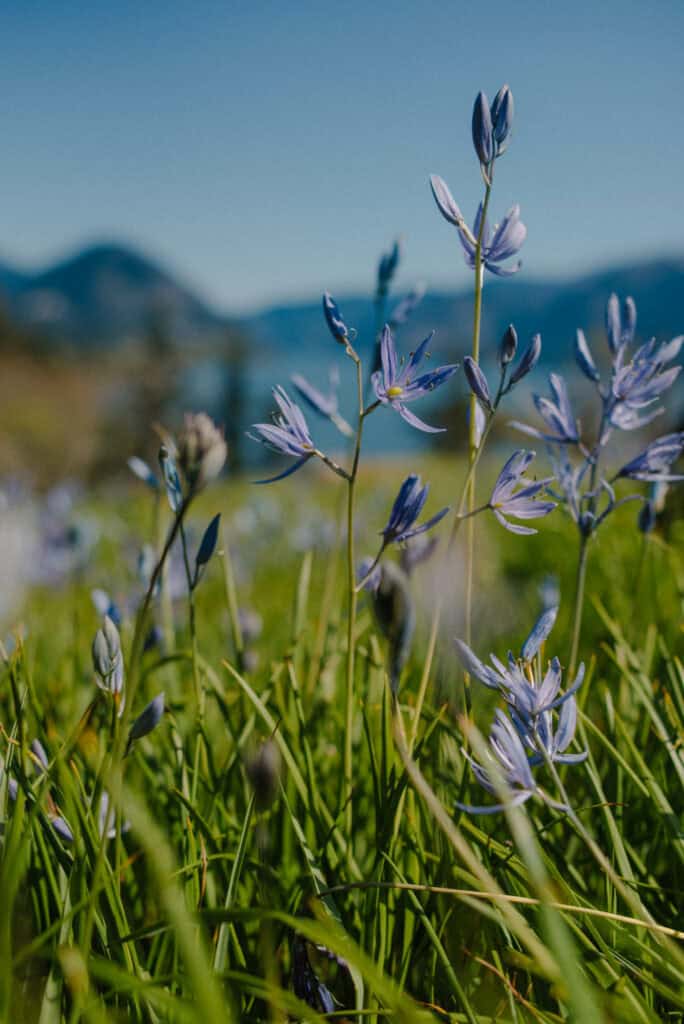 view of a camas field and mountains