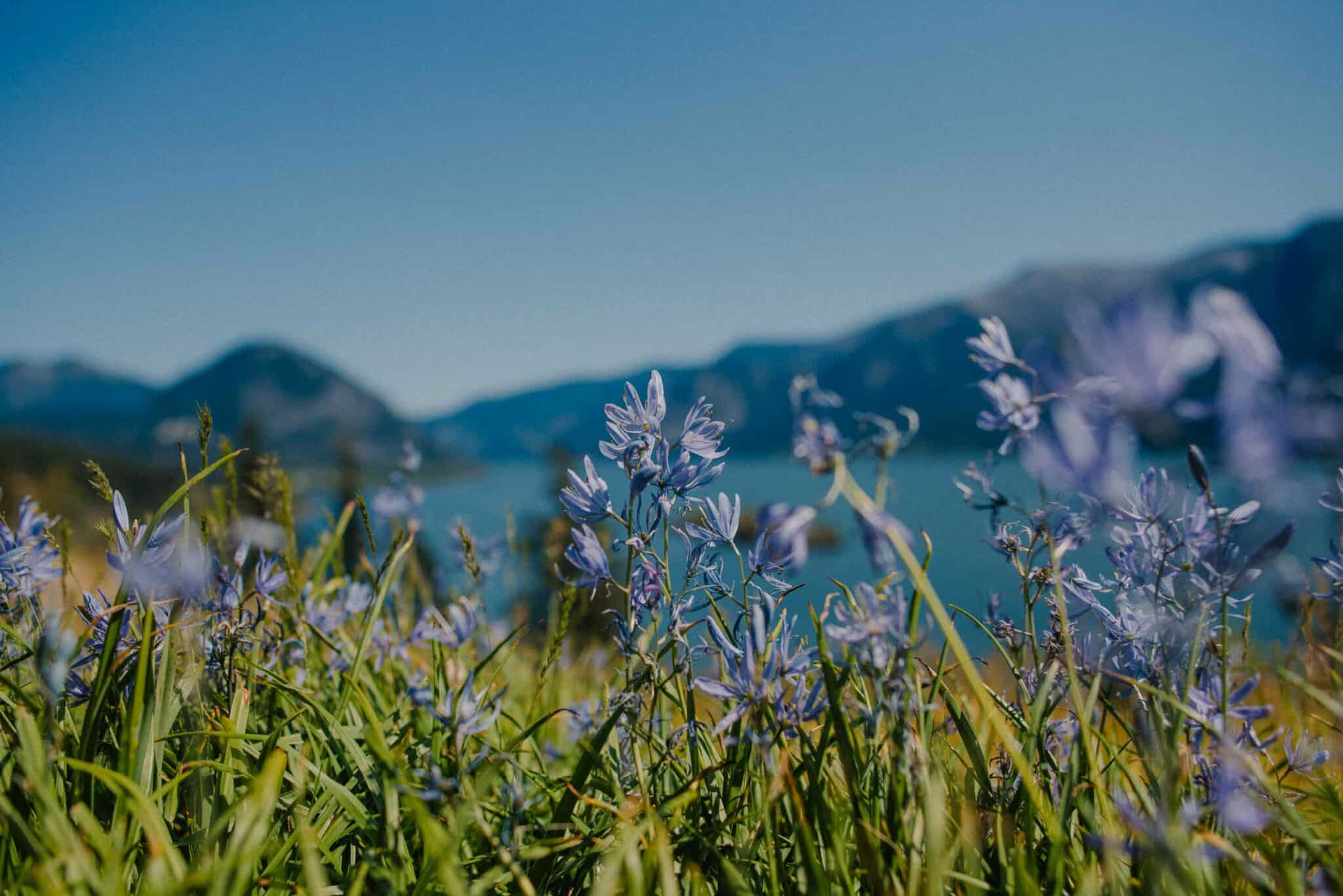 view of a camas field and mountains