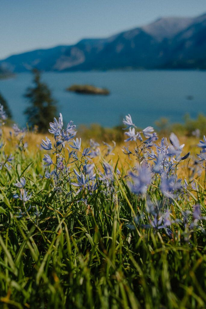 view of a camas field and mountains