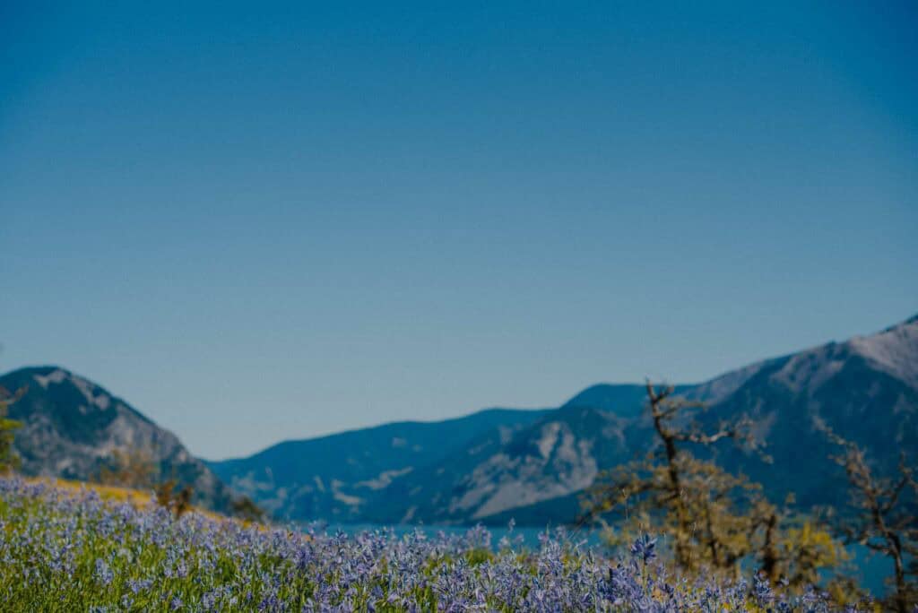 view of a camas field and mountains