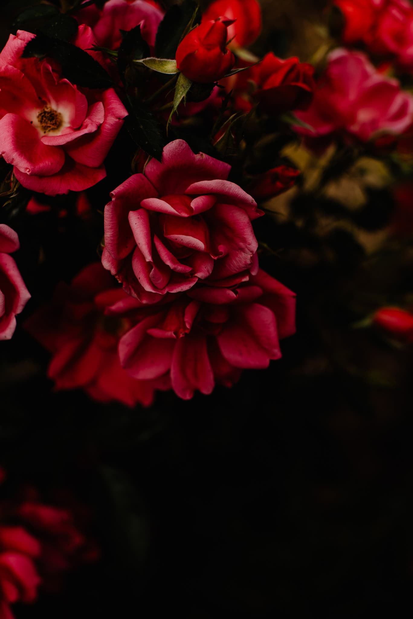 roses in a dark background From Roses to Mary Magdalene: The Secret of Everyday Awe
